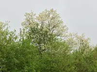 1433AFAD-E7E5-4944-90DF-F48360AD3D92.webp