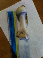 benjamins a beach bone 21.webp
