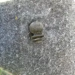 ImageUploadedByTreasureNet.com1529723656.719082.webp