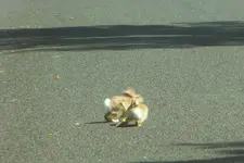 walk 071218 5.webp