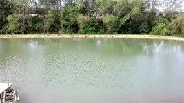 lots of geese 1.webp