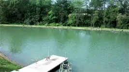 lots of geese 2.webp