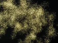 DSCN5191.webp