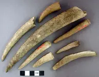 Blunt ended antler tools Mound 1 Turner group.webp
