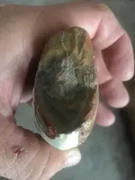 ImageUploadedByTreasureNet.com1529730213.998139.webp
