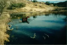 Cooling off.webp