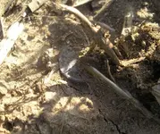 Roman silver half.webp