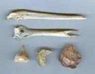 Picture trail 4 - Bone.webp