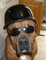 Dog.webp
