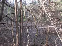 old road 004.webp