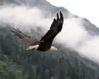 83149231.webp