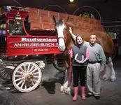 clydesdale.webp