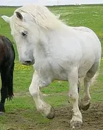 whitePercheron.webp
