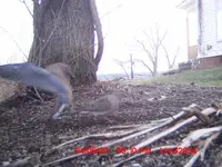 dove landing.webp