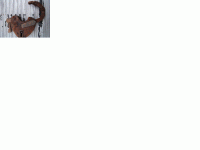 lock.GIF