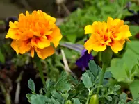 DSCN1908.webp