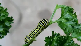 K1600_001.webp