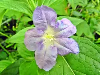 flower1.webp