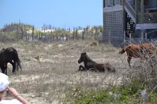 2012_0625Mttohuntdeer4th0180.webp