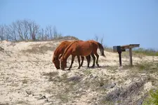 2012_0625Mttohuntdeer4th0174.webp