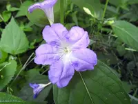 flower3.webp