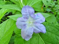 flower2.webp