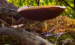 DSCN1952.webp