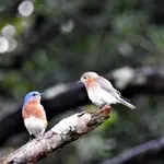 DSCN1360.webp
