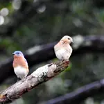 DSCN1362.webp