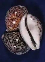 snail.webp