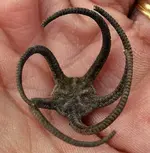 brittle star.webp