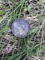 ImageUploadedByTreasureNet.com1527550682.002272.webp