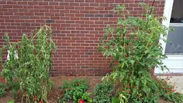 tomato 1.webp