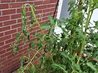 tomato 2.webp