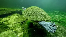 Turtle.webp