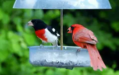 K1600_041.webp