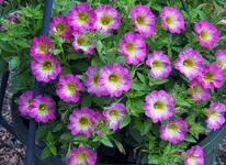 K1600_060.webp K1600_060.webp