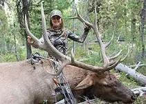 1161_bull2_elk_niestrath.webp