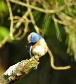 DSCN1385.webp