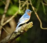DSCN1390.webp