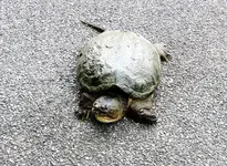 K1600_006.webp