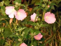 DSCN6249.webp