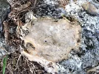 Geode 3.webp