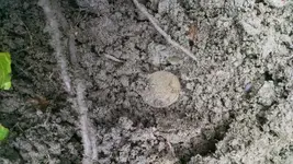 2 cent dirt.webp