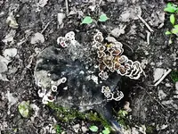 DSCN6517.webp