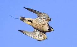 falcon 2.jpg