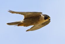 falcon 3.jpg
