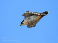 falcon dive.jpg