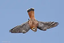 american kestrel 2.webp
