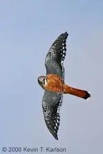 American Kestrel male.webp